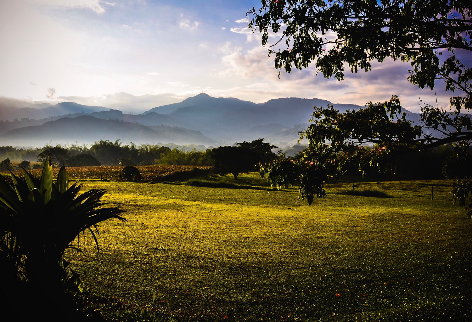Plantation de café